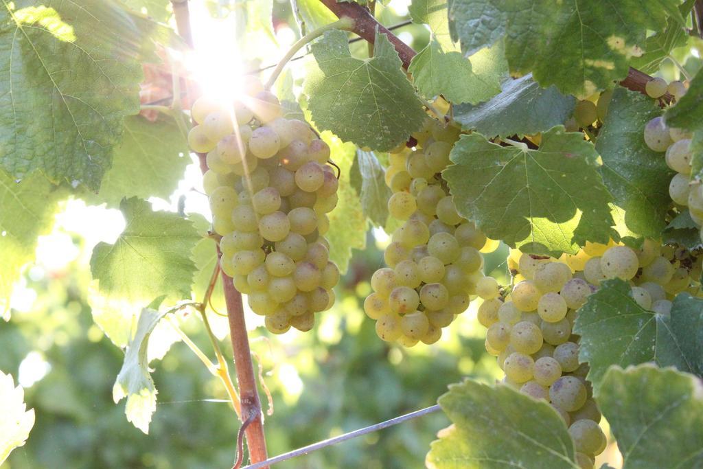 Inn Wine Country - Summers House Σονόμα Εξωτερικό φωτογραφία